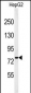 YMEL1 Antibody (N-term)